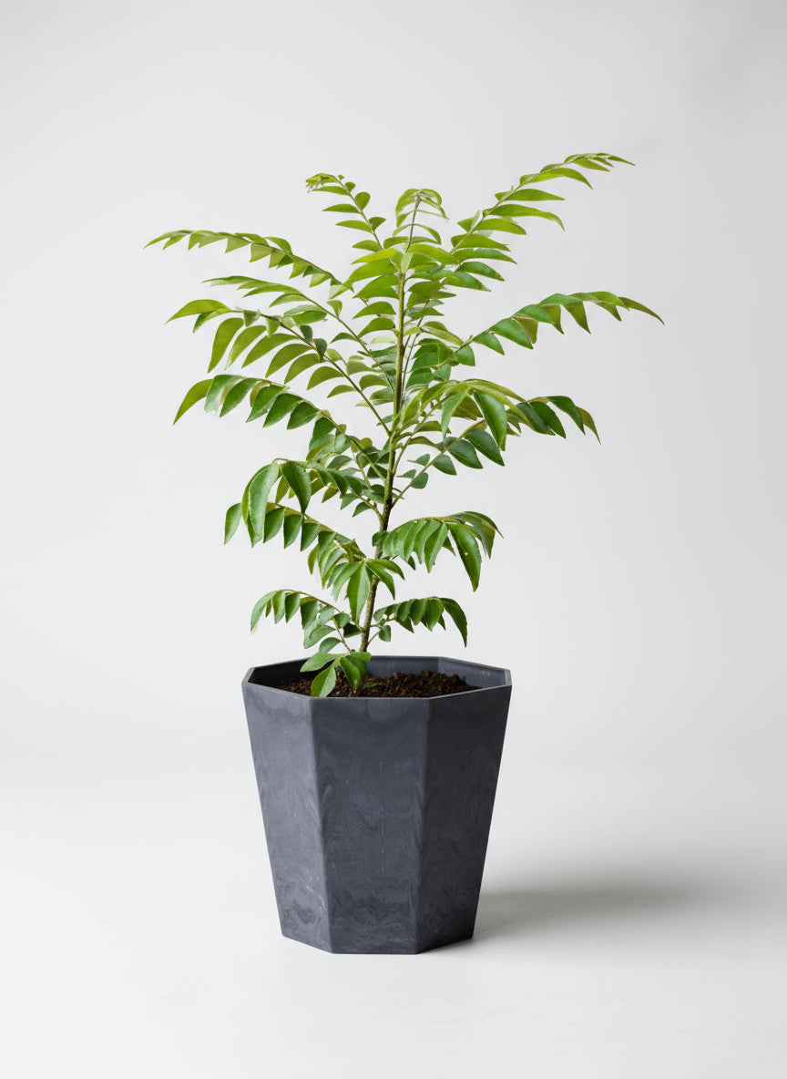 CURRY LEAF PLANT カレーリーフ苗 (70Cm) Medium Curry leaf Plant - Tumbleweed Plants