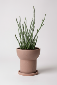 Blue Chalksticks - Pencil Plant Succulent - Potted plant -  Tumbleweed Plants