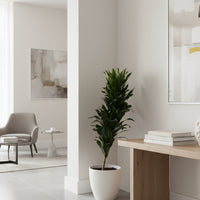 Dracaena Compacta