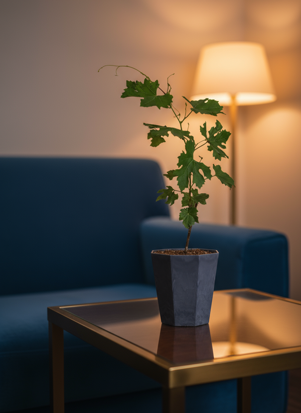 Vitis Vinifera - Grapes - Potted plant -  Tumbleweed Plants