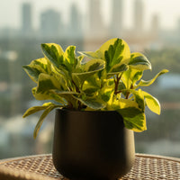 Peperomia Obtusifolia Variegated