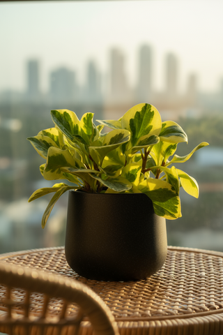 Peperomia Obtusifolia Variegated