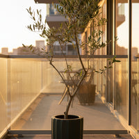 Olive Tree Tall - Japan