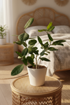 Ficus Audrey Benghalensis / Japanese Golden Leaf Fig - Potted plant -  Tumbleweed Plants