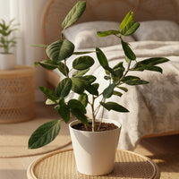 Ficus Audrey Benghalensis / Japanese Golden Leaf Fig
