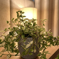 Variegated Wandering Jew