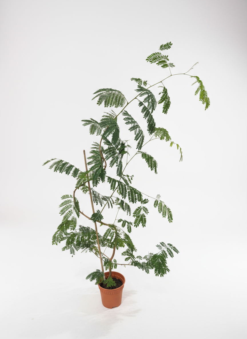 Grow Pot