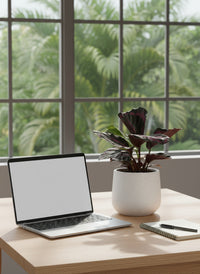 Calathea Roseopicta Purple - Potted plant -  Tumbleweed Plants