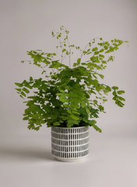Adiantum - Maidenhair Fern Plant