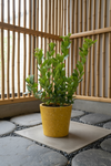 Lemon Tree (0.7-1.0m) - Potted plant -  Tumbleweed Plants