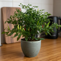 Chili Plant