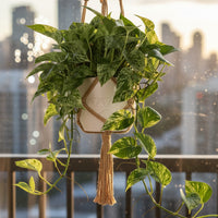 Epipremnum 'Marble Queen'