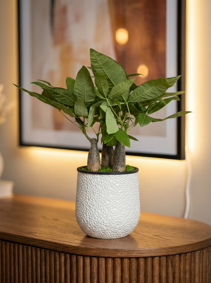 Money Tree Skyrocket Hydro - Self Watering