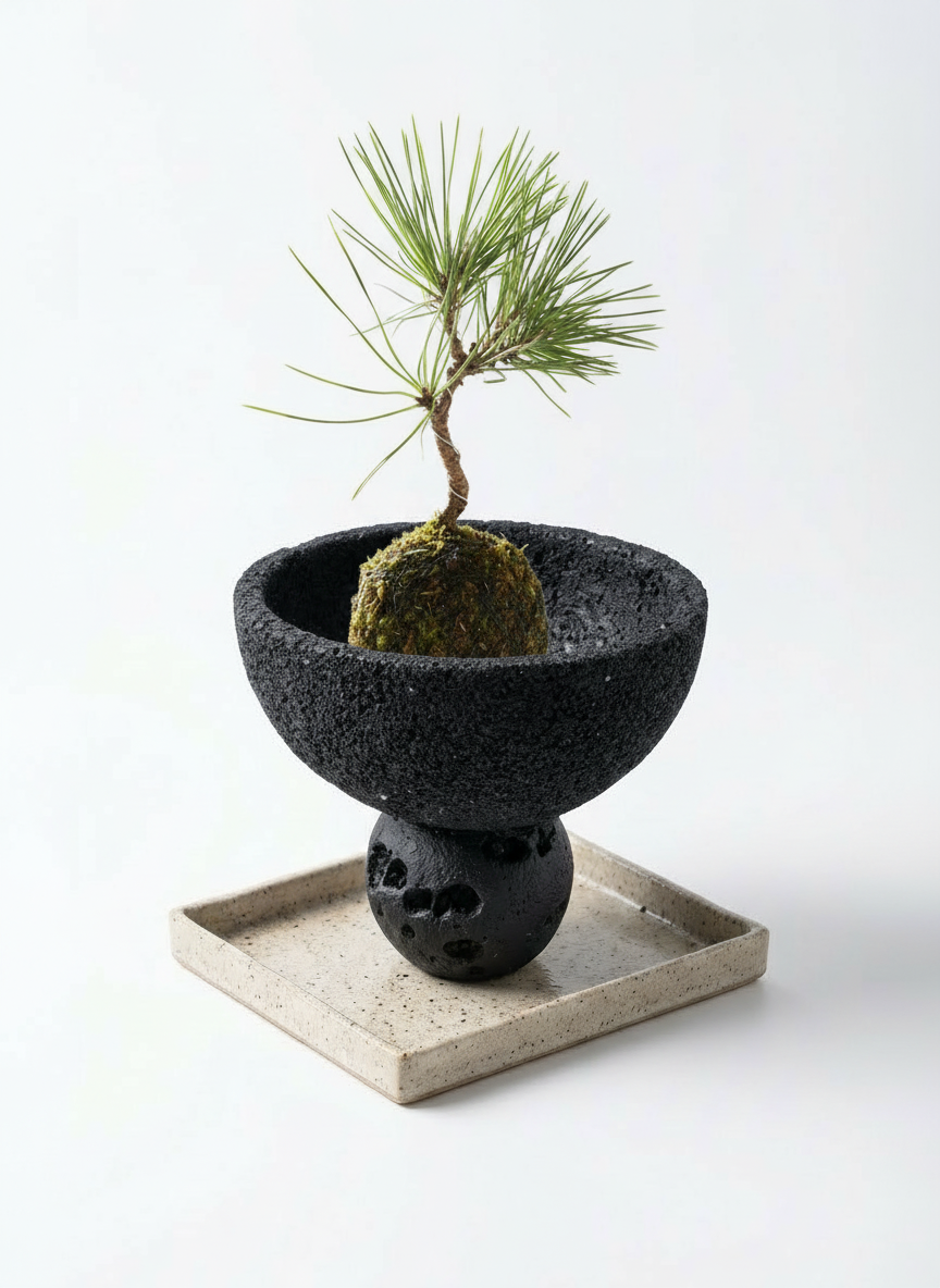 Pinus Thunbergii Kokedama (Japan)