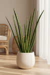African Spear Plant - Potted plant -  Tumbleweed Plants