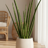 African Spear Plant