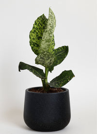 Dieffenbachia Cheetah - Potted plant -  Tumbleweed Plants