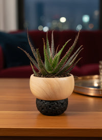 Aloe 'Christmas Carol'