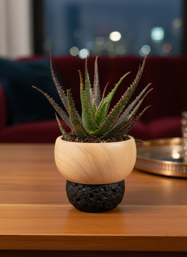 Aloe 'Christmas Carol'