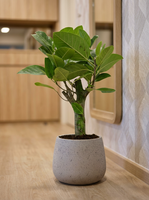Ficus Elastica Lemon Lime