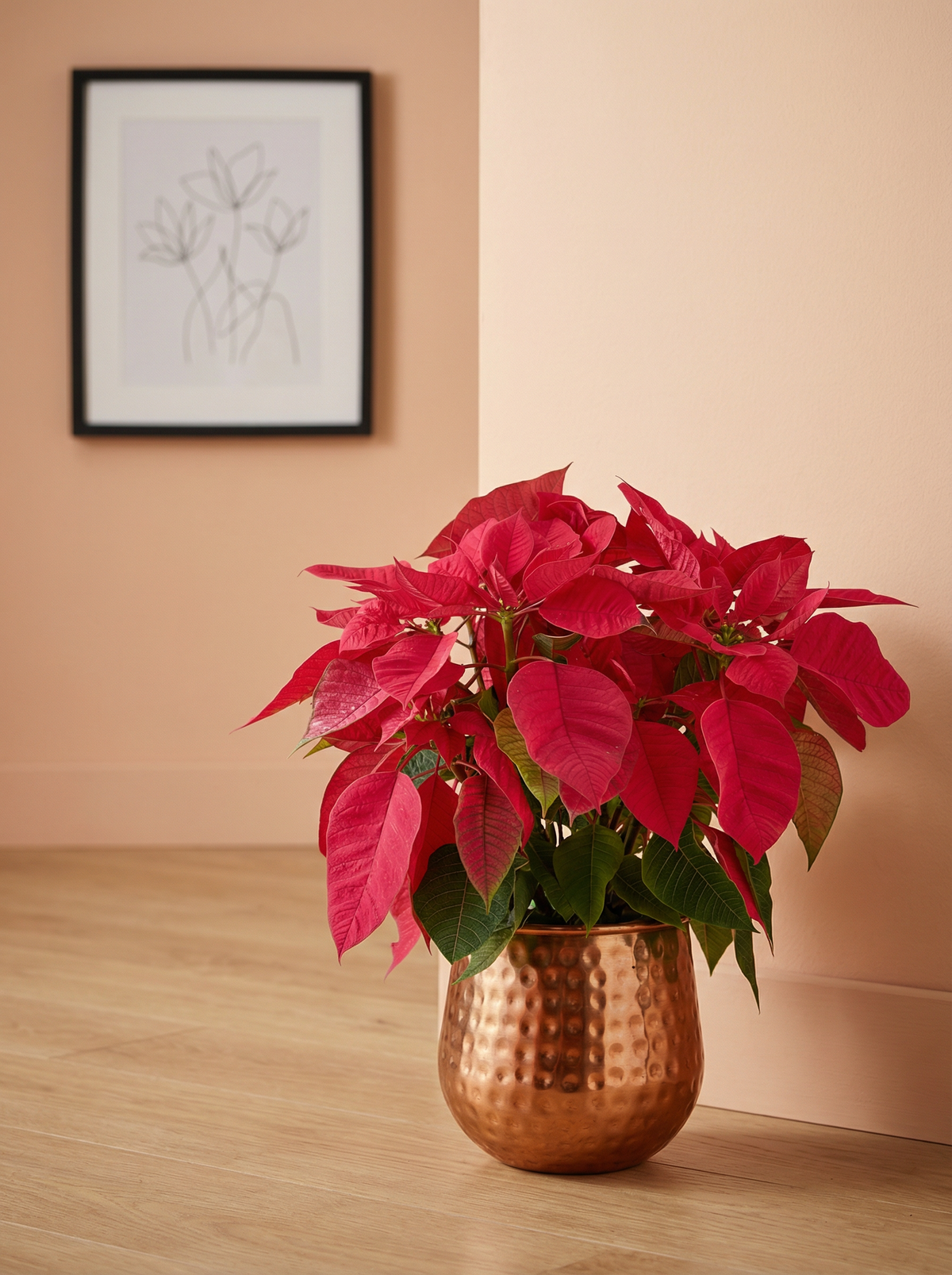 Poinsettia - Tall