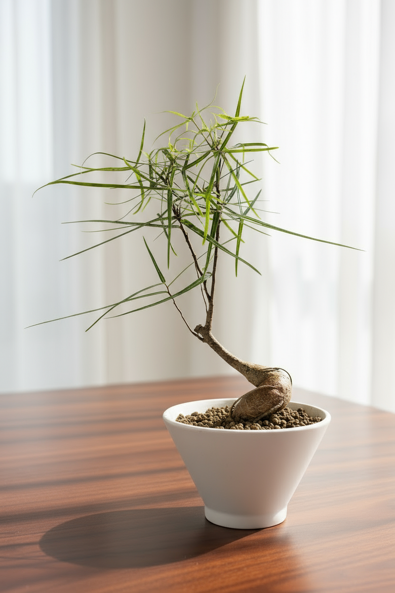 Bottle Tree Japanese Bonsai - Potted plant -  Tumbleweed Plants