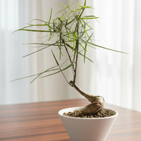 Bottle Tree Japanese Bonsai