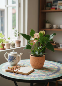 Anthurium Flamingo Pink - Potted plant -  Tumbleweed Plants