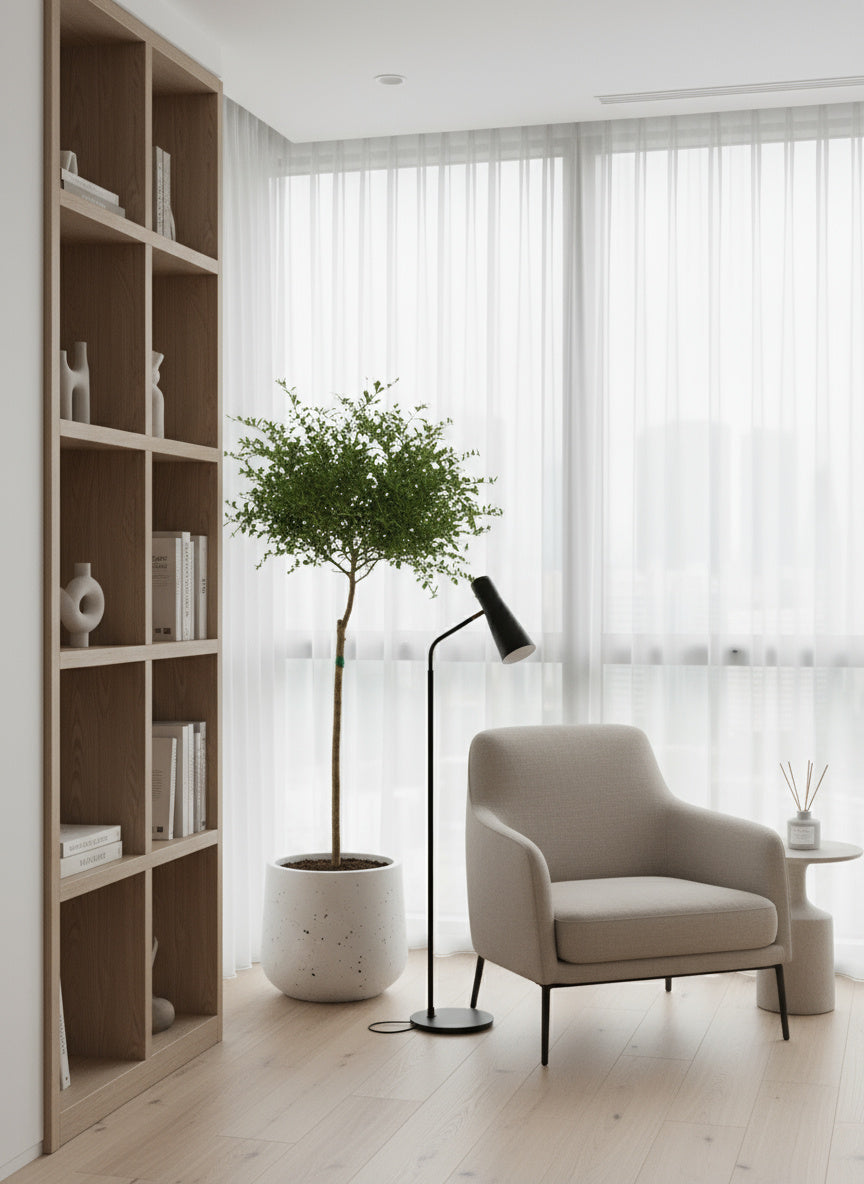 Finger Lime Tree (Australia)