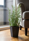 Assorted Rosemary - Potted plant -  Tumbleweed Plants
