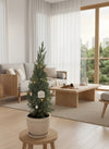 Mini Christmas Tree - Columnaris Glauca - Potted plant - POTT - MINI - GRW - 7463 - Tumbleweed Plants - Online Plant Delivery Singapore