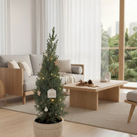 Mini Christmas Tree - Columnaris Glauca