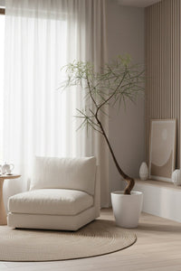 Bottle Tree Large (Brachychiton Rupestris) - Potted plant - GIFT - BOTT - GRW - 5164 - Tumbleweed Plants - Online Plant Delivery Singapore