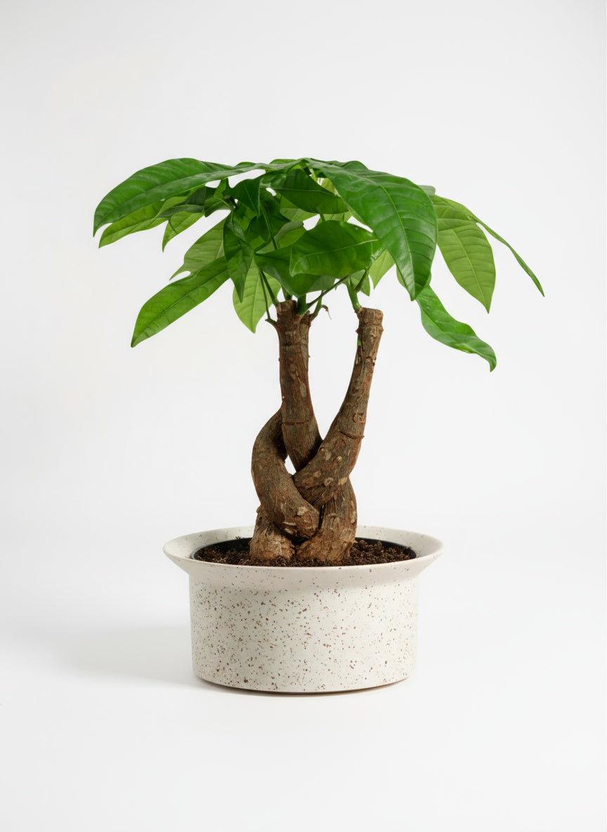 money tree luck Money Tree Fat Luck (Pachira) - Small & Sturdy
