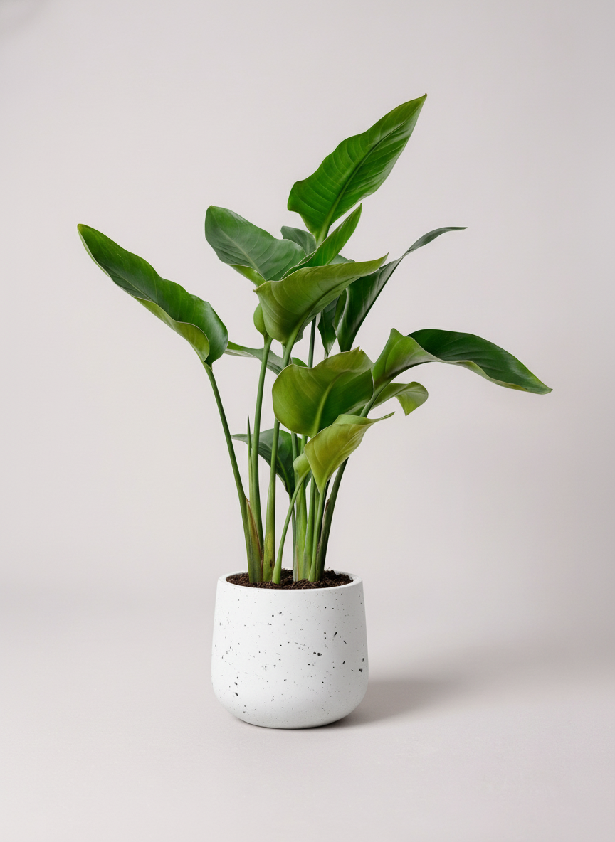 Bird of Paradise Junior