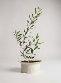 Olive Plant Kodomo - Japan