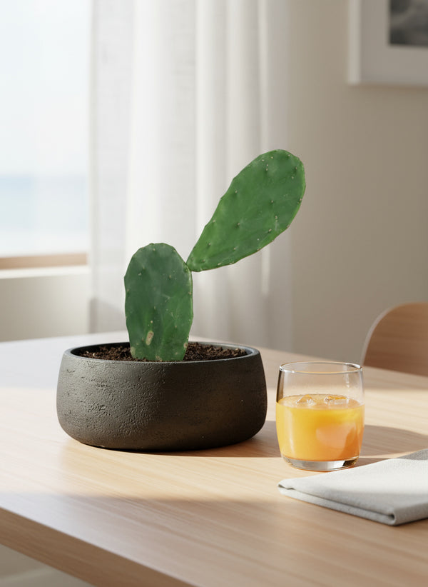 Prickly Pear Cactus (0.3)