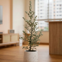 Leucophyllum Frutescens Junior – Texas Sage / Silver Bush