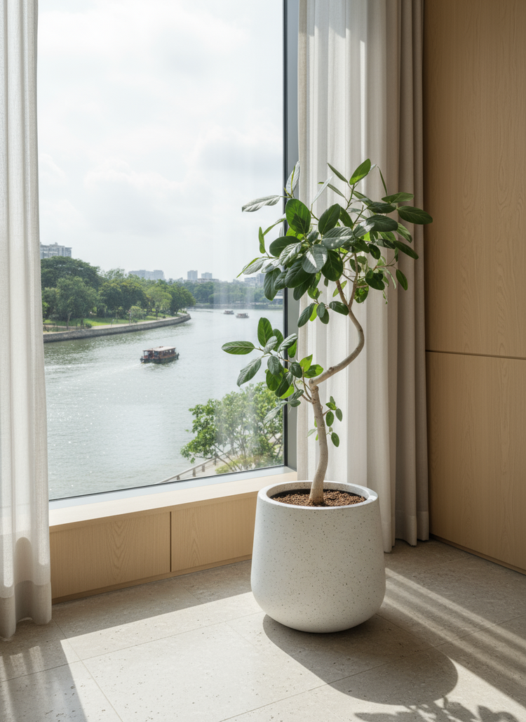 Ficus Benhalensis Audrey Bending Tall - Potted plant -  Tumbleweed Plants