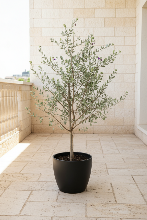 Leucophyllum Frutescens – Texas Sage / Silver Bush - Potted plant -  Tumbleweed Plants