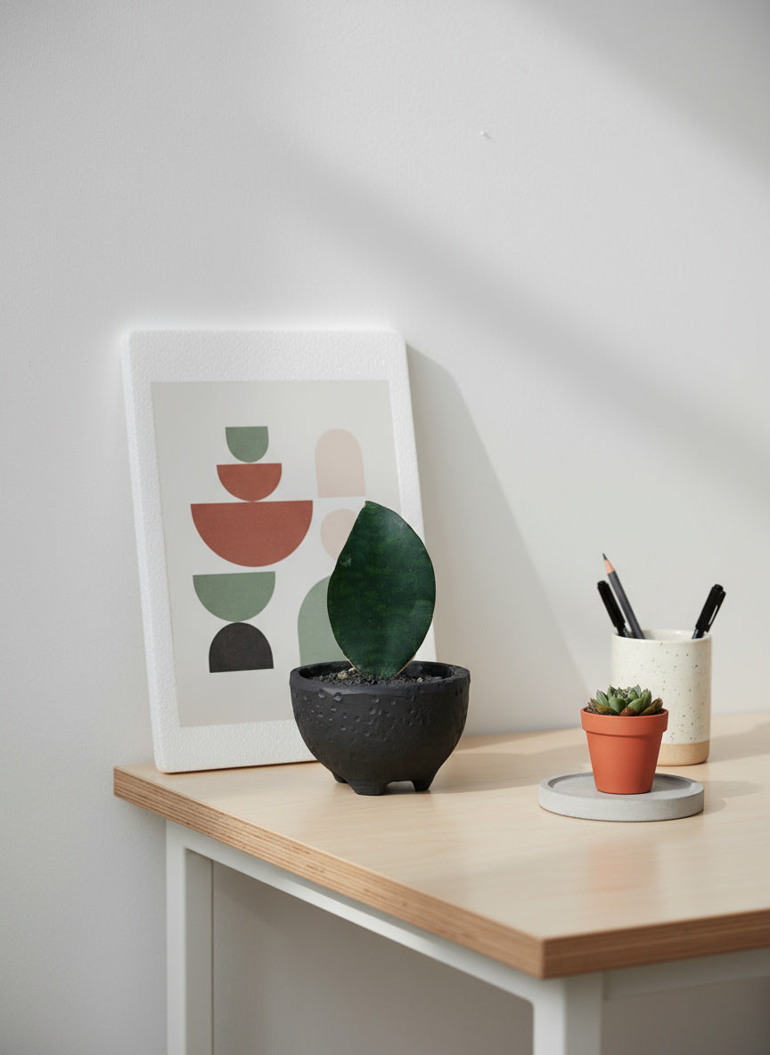 Baby Whale Fin Sansevieria in Wabi Sabi Coal Planter