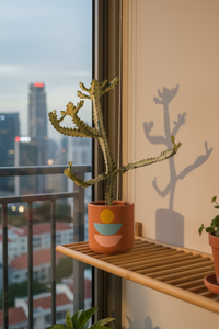 Euphorbia White Ghost - Potted plant -  Tumbleweed Plants