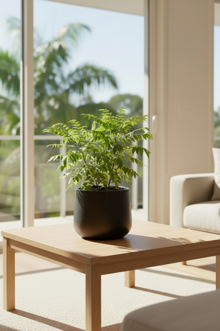 Large Curry Leaf Plant