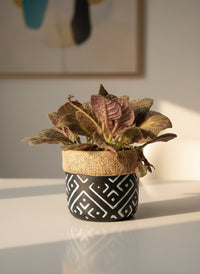 Assorted Episcia Plant