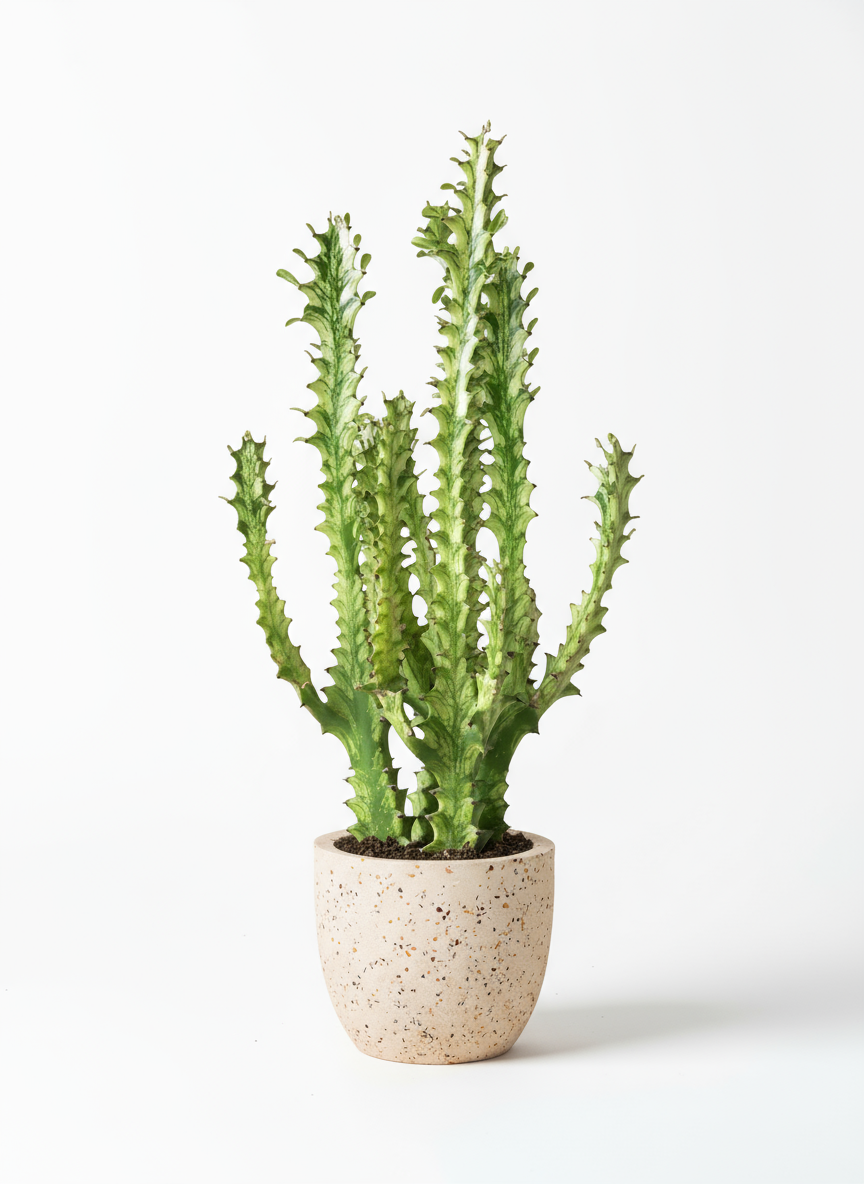 Medium Assorted Cactus