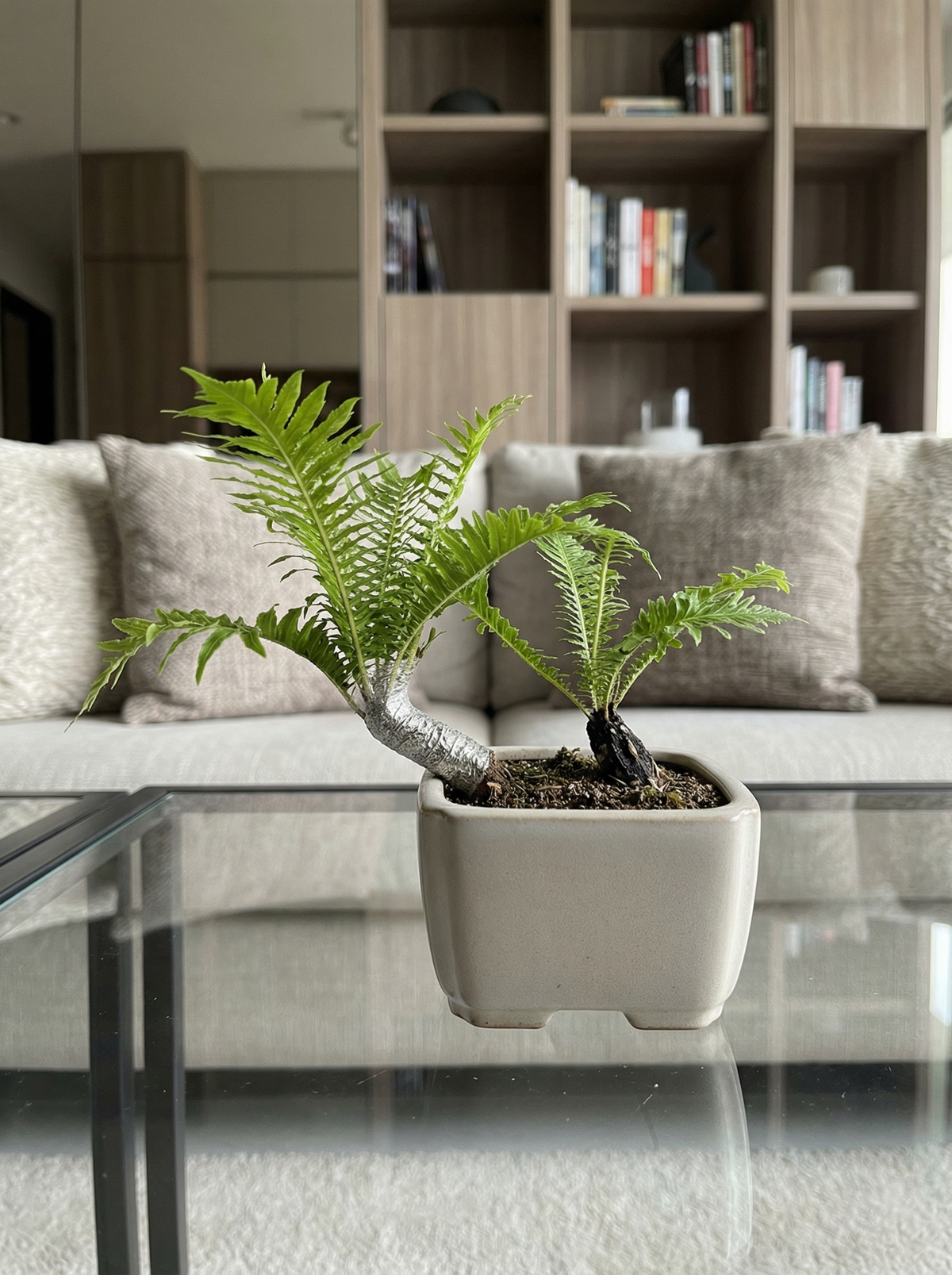 tree fern bonsai Bonsai Tree Fern - Silver Lady