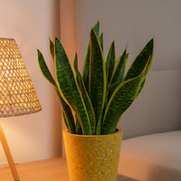 Sansevieria Trifasciata Laurentii Junior