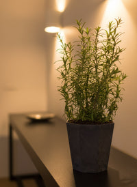Assorted Rosemary - Potted plant -  Tumbleweed Plants