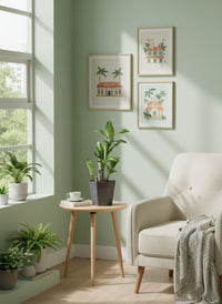 Dracaena Fragrans (Iron Tree) - 0.4m - Potted plant -  Tumbleweed Plants