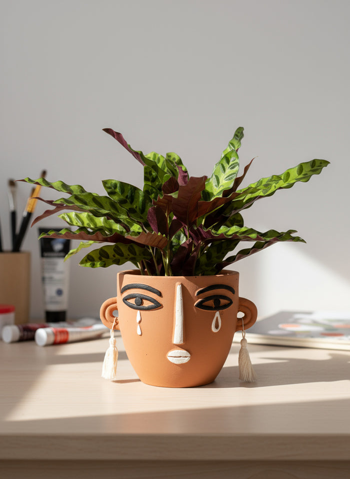 Calathea Lancifolia